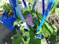 薄紫色のきれいな朝顔が咲き始めました。