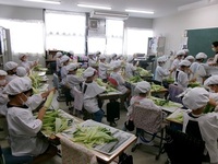 とうもろこしの皮むき体験に挑戦です!
