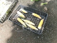 たくさんのとうもろこしが収穫できました。