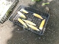 たくさんのとうもろこしが収穫できました。